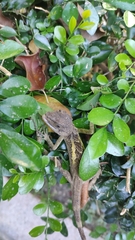 Diploderma swinhonis