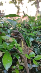 Diploderma swinhonis