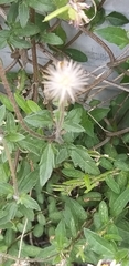 Taraxacum mongolicum