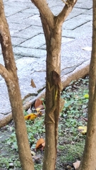 Diploderma swinhonis