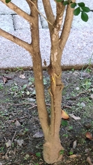 Diploderma swinhonis