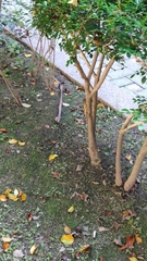 Diploderma swinhonis