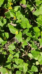 Calyptocarpus vialis