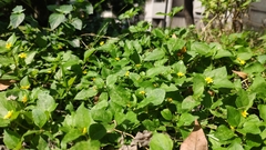 Calyptocarpus vialis