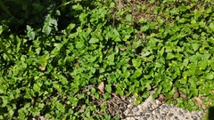 Calyptocarpus vialis