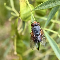 Calliphora dubia