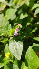Dicliptera chinensis
