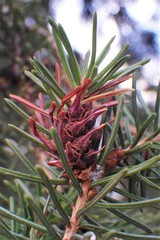 Adelges lariciatus