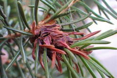 Adelges lariciatus