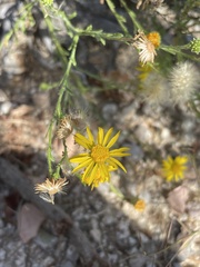 Xanthisma scabrellum