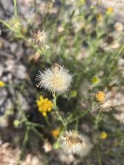 Xanthisma scabrellum