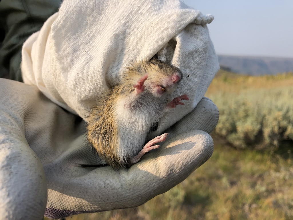 Oregon Jumping Mouse (Zapus oregonus)