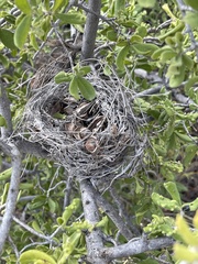 Auriparus flaviceps