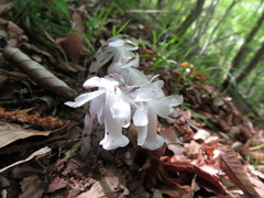 Monotropastrum humile