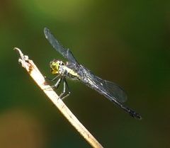 Agrionoptera longitudinalis biserialis