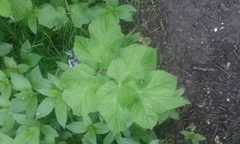 Heracleum sphondylium sphondylium