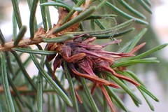 Adelges lariciatus