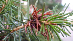 Adelges lariciatus