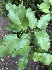 Hyperbaena ilicifolia