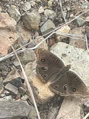 Junonia nigrosuffusa