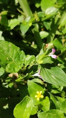 Dicliptera chinensis