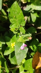 Dicliptera chinensis