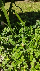 Dicliptera chinensis