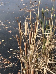 Typha latifolia