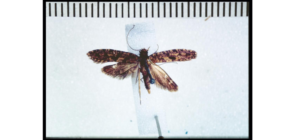 Archyala opulenta