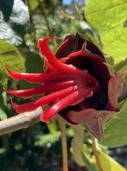 Chiranthodendron