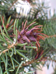 Adelges lariciatus