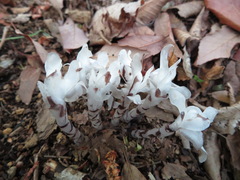 Monotropastrum humile