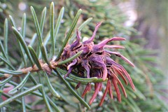 Adelges lariciatus