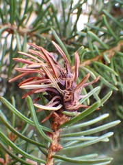 Adelges lariciatus