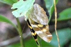 Herona marathus