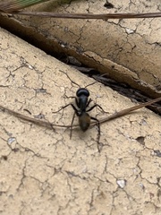 Camponotus aeneopilosus