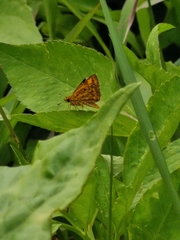 Cephrenes trichopepla