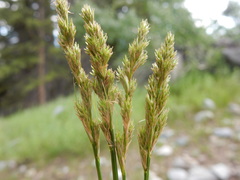 Carex praticola