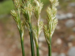 Carex praticola