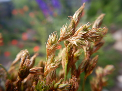 Carex praticola