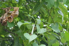 Leptadenia madagascariensis