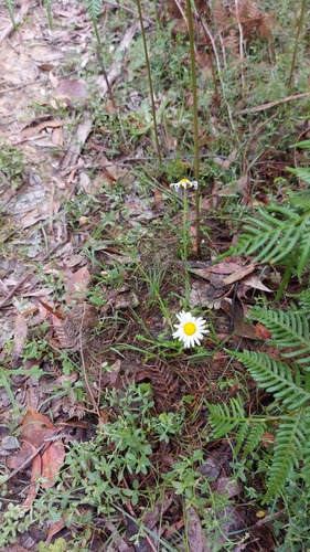 Image of Brachyscome diversifolia by (c) graeme lunt, some rights reserved (CC BY)