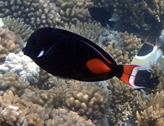 Acanthurus achilles