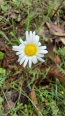 Brachyscome diversifolia