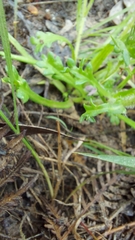 Brachyscome diversifolia