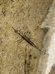 Ranatra quadridentata