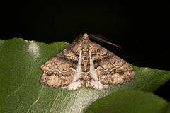 Lipogya eutheta