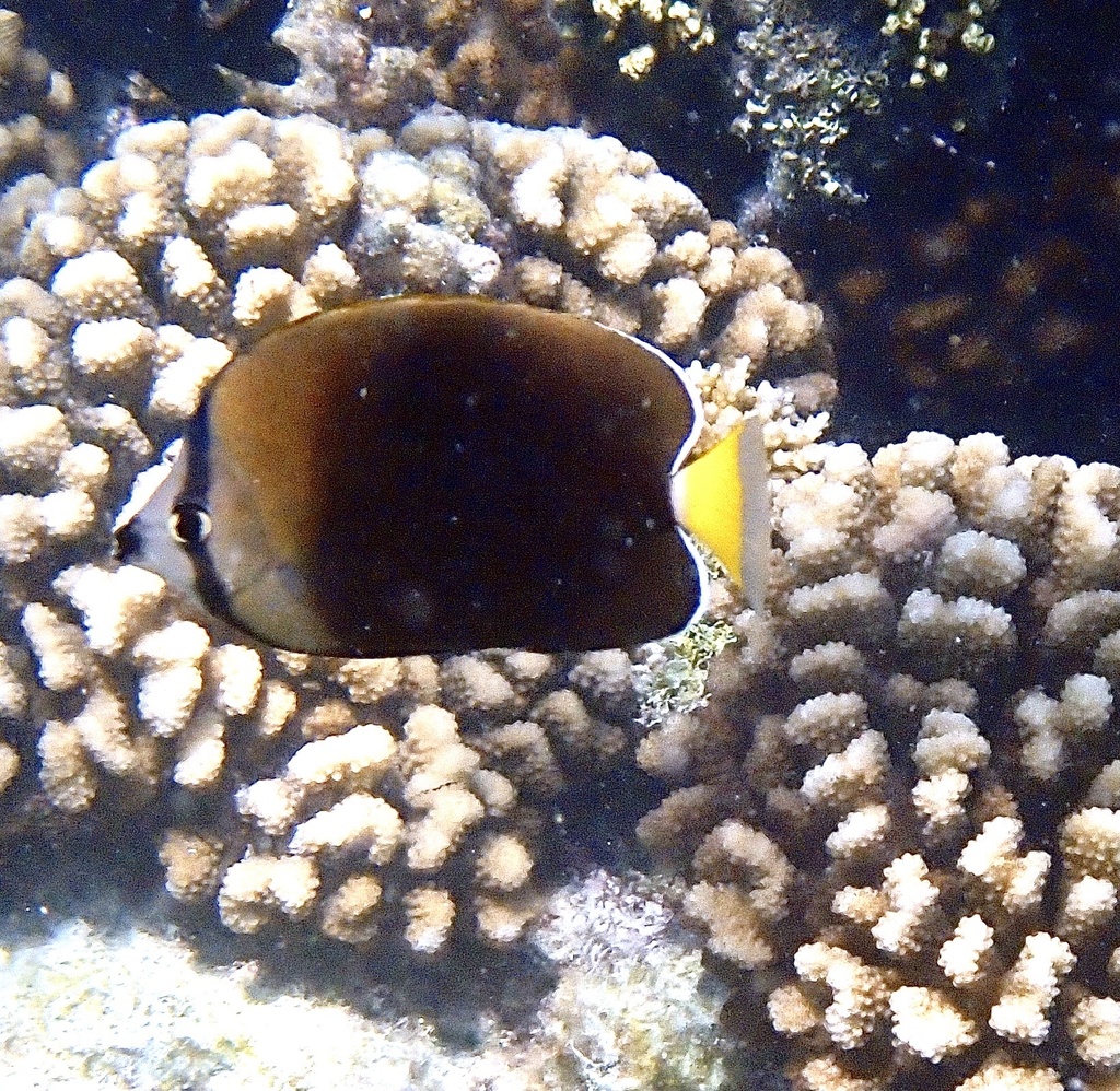 Tahiti butterflyfish (Chaetodon trichrous) — Chaetodontidae