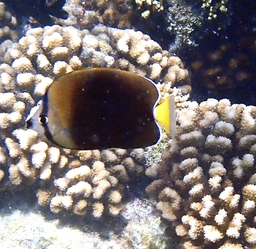 Tahiti butterflyfish (Chaetodon trichrous) — Chaetodontidae