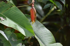 Heliconia episcopalis